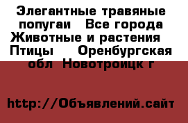 Элегантные травяные попугаи - Все города Животные и растения » Птицы   . Оренбургская обл.,Новотроицк г.